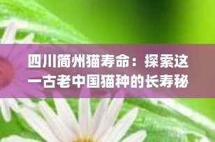 四川简州猫寿命：探索这一古老中国猫种的长寿秘诀