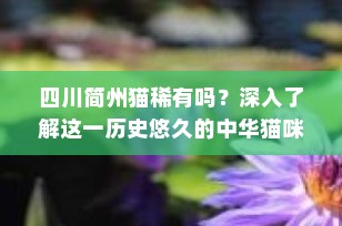 四川简州猫稀有吗？深入了解这一历史悠久的中华猫咪品种