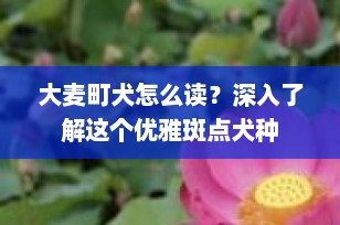 大麦町犬怎么读？深入了解这个优雅斑点犬种