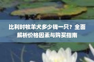 比利时牧羊犬多少钱一只？全面解析价格因素与购买指南