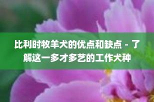 比利时牧羊犬的优点和缺点 - 了解这一多才多艺的工作犬种