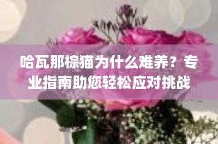 哈瓦那棕猫为什么难养？专业指南助您轻松应对挑战