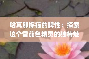 哈瓦那棕猫的脾性：探索这个雪茄色精灵的独特魅力