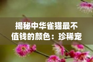 揭秘中华雀猫最不值钱的颜色：珍稀宠物背后的价值探讨