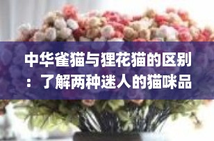 中华雀猫与狸花猫的区别：了解两种迷人的猫咪品种