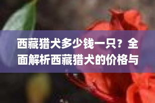 西藏猎犬多少钱一只？全面解析西藏猎犬的价格与饲养要点