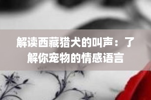解读西藏猎犬的叫声：了解你宠物的情感语言