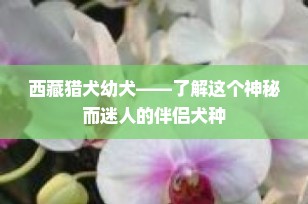 西藏猎犬幼犬——了解这个神秘而迷人的伴侣犬种