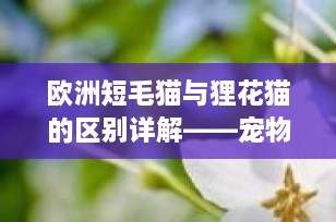 欧洲短毛猫与狸花猫的区别详解——宠物博主的专业指南
