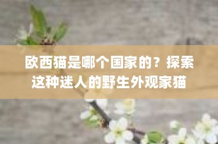 欧西猫是哪个国家的？探索这种迷人的野生外观家猫
