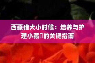 西藏猎犬小时候：培养与护理小藏獚的关键指南