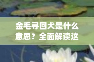 金毛寻回犬是什么意思？全面解读这一深受喜爱的家庭伴侣犬