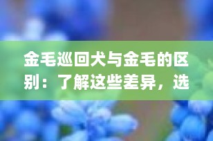 金毛巡回犬与金毛的区别：了解这些差异，选择最适合您的宠物伴侣