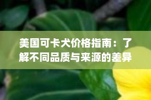 美国可卡犬价格指南：了解不同品质与来源的差异