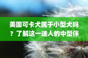 美国可卡犬属于小型犬吗？了解这一迷人的中型伴侣犬