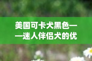 美国可卡犬黑色——迷人伴侣犬的优雅之选