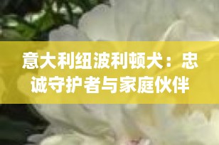 意大利纽波利顿犬：忠诚守护者与家庭伙伴的完美结合