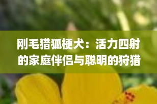 刚毛猎狐梗犬：活力四射的家庭伴侣与聪明的狩猎伙伴