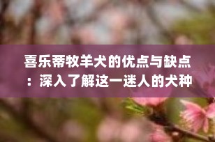喜乐蒂牧羊犬的优点与缺点：深入了解这一迷人的犬种