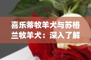 喜乐蒂牧羊犬与苏格兰牧羊犬：深入了解这两种迷人的牧羊犬品种