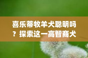 喜乐蒂牧羊犬聪明吗？探索这一高智商犬种的魅力