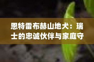 恩特雷布赫山地犬：瑞士的忠诚伙伴与家庭守护者