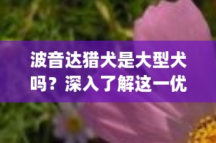波音达猎犬是大型犬吗？深入了解这一优雅猎手的体型与特性