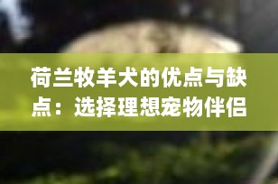荷兰牧羊犬的优点与缺点：选择理想宠物伴侣的关键信息