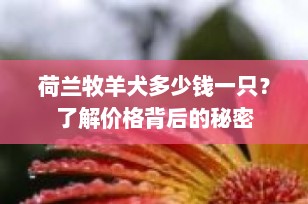 荷兰牧羊犬多少钱一只？了解价格背后的秘密