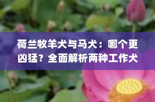 荷兰牧羊犬与马犬：哪个更凶猛？全面解析两种工作犬的特性