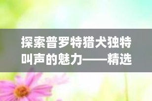 探索普罗特猎犬独特叫声的魅力——精选视频集锦