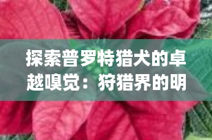 探索普罗特猎犬的卓越嗅觉：狩猎界的明星