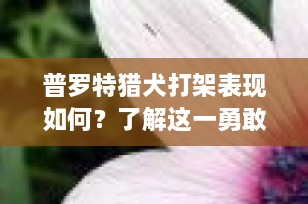 普罗特猎犬打架表现如何？了解这一勇敢猎犬的特性与行为