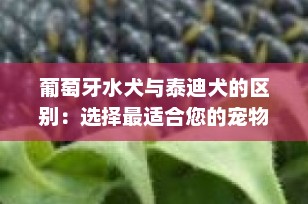 葡萄牙水犬与泰迪犬的区别：选择最适合您的宠物伙伴