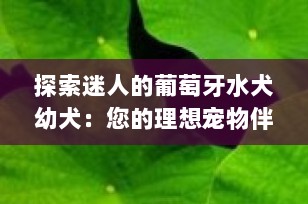 探索迷人的葡萄牙水犬幼犬：您的理想宠物伴侣