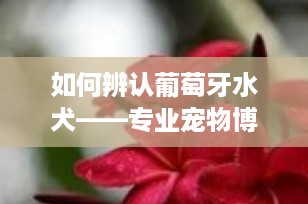 如何辨认葡萄牙水犬——专业宠物博主指南