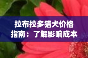 拉布拉多猎犬价格指南：了解影响成本的因素与市场价格