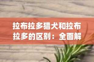 拉布拉多猎犬和拉布拉多的区别：全面解析同一犬种的不同称谓