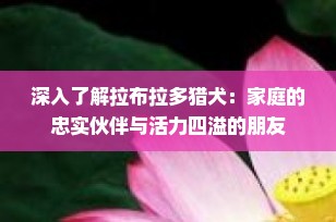 深入了解拉布拉多猎犬：家庭的忠实伙伴与活力四溢的朋友