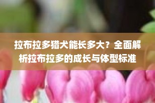 拉布拉多猎犬能长多大？全面解析拉布拉多的成长与体型标准