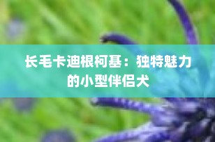 长毛卡迪根柯基：独特魅力的小型伴侣犬
