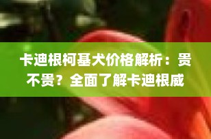 卡迪根柯基犬价格解析：贵不贵？全面了解卡迪根威尔士柯基犬的市场行情