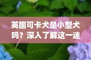 英国可卡犬是小型犬吗？深入了解这一迷人的中型伴侣犬