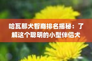 哈瓦那犬智商排名揭秘：了解这个聪明的小型伴侣犬
