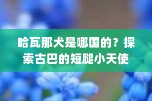 哈瓦那犬是哪国的？探索古巴的短腿小天使