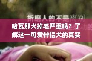 哈瓦那犬掉毛严重吗？了解这一可爱伴侣犬的真实情况