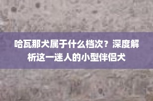 哈瓦那犬属于什么档次？深度解析这一迷人的小型伴侣犬