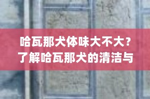 哈瓦那犬体味大不大？了解哈瓦那犬的清洁与护理需求