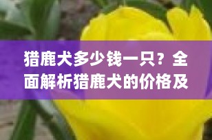 猎鹿犬多少钱一只？全面解析猎鹿犬的价格及选购要点