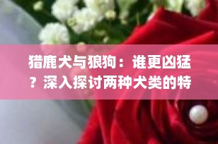 猎鹿犬与狼狗：谁更凶猛？深入探讨两种犬类的特性